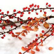 Rote Beeren der Berberitze, eine Berberin-Pflanze